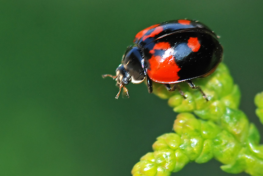 Coccinella... Adalia bipunctata